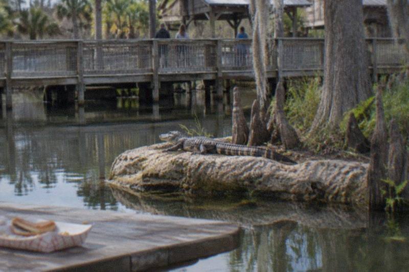 Gator Park Entry, Optional Lunch