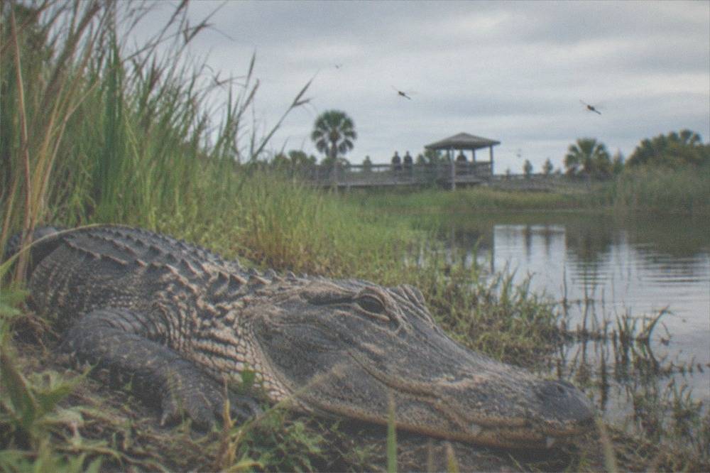 An American alligator resting on a mud bank beside tall marsh grass