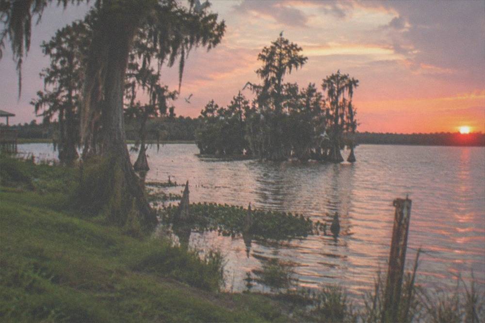 Wide vista of Lake Tohopekaliga with grassy shoreline and scattered cypress trees at sunset