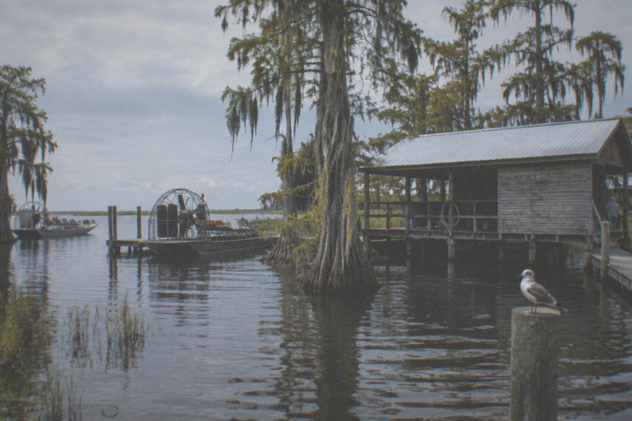 Marsh shoreline along Lake Tohopekaliga with cypress trees and open water