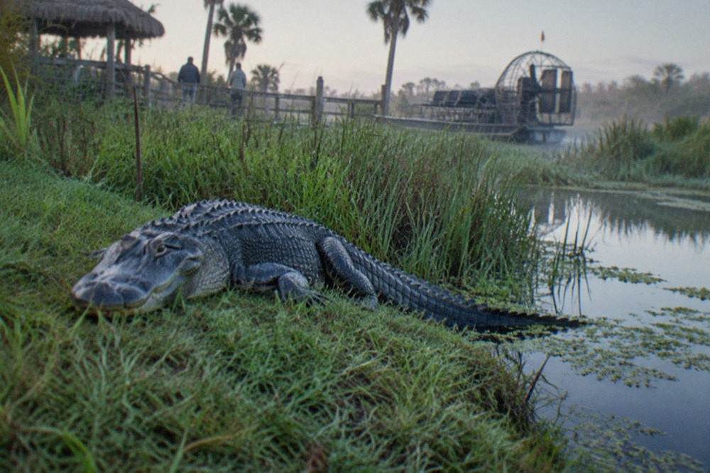 An alligator resting on a grassy bank beside dark marsh water