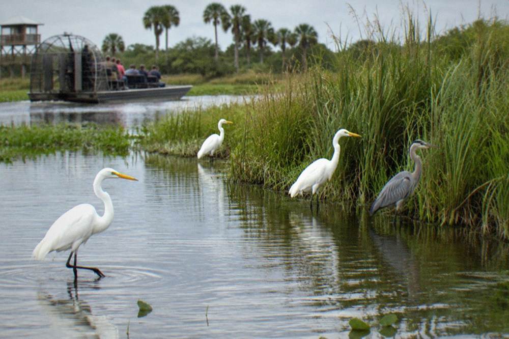 Wading birds standing in shallow lake water beside a stand of tall grass