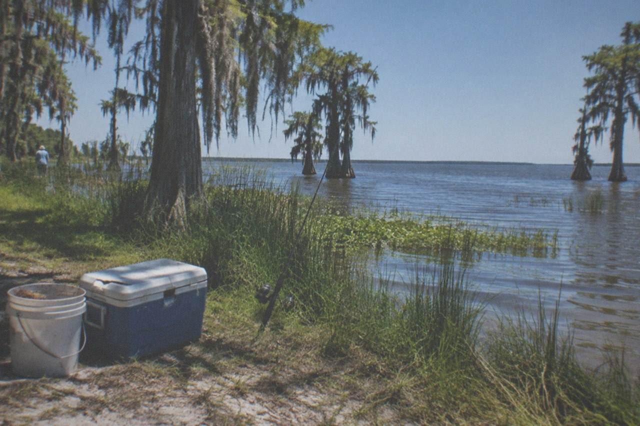 A wide lake shoreline with tall grass and cypress trees under a bright sky
