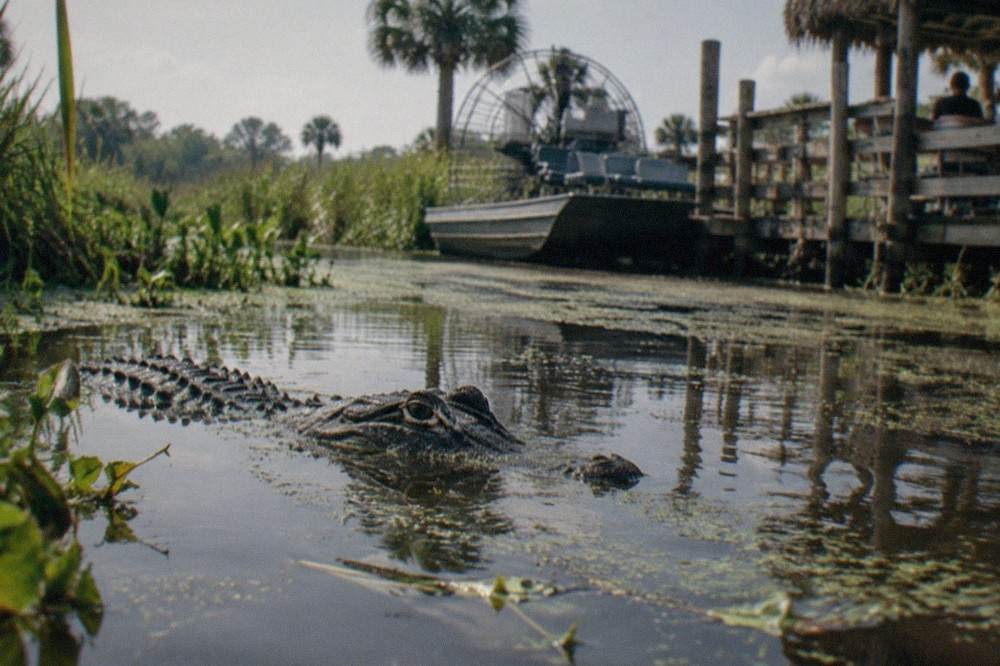 A grassy marsh channel with an alligator partially submerged near the bank