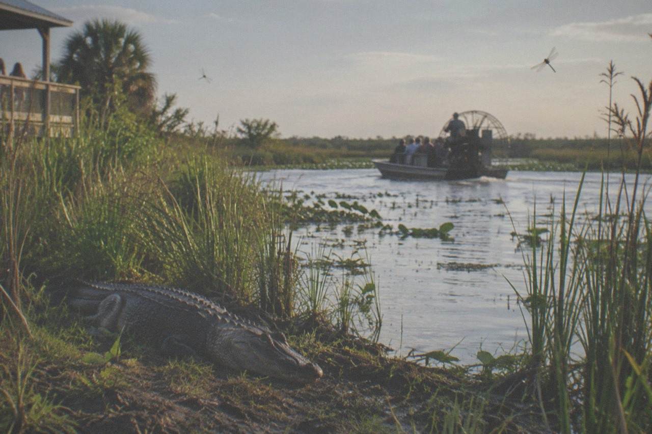 A grassy marsh channel with an airboat in the distance and a large alligator lying on the bank