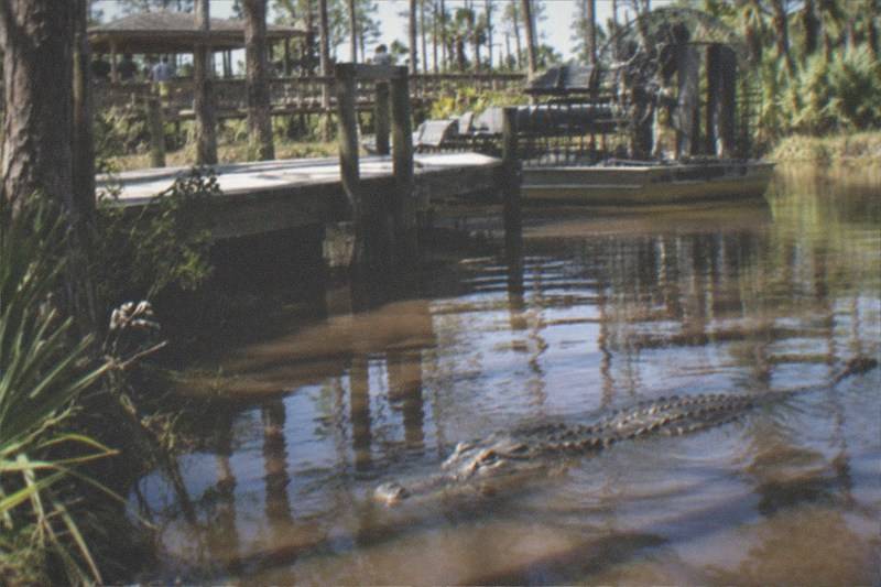 An alligator resting in a wildlife park pond with a docked airboat and wooden pier behind it, no people, no logos, no readable text.