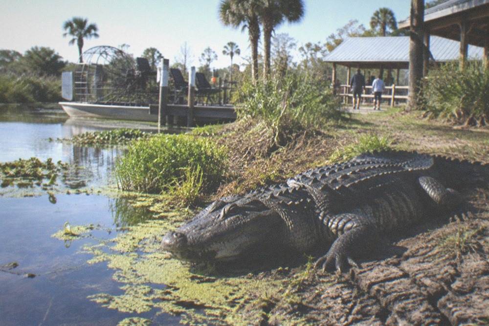 Alligator resting on a marsh bank near the waterline