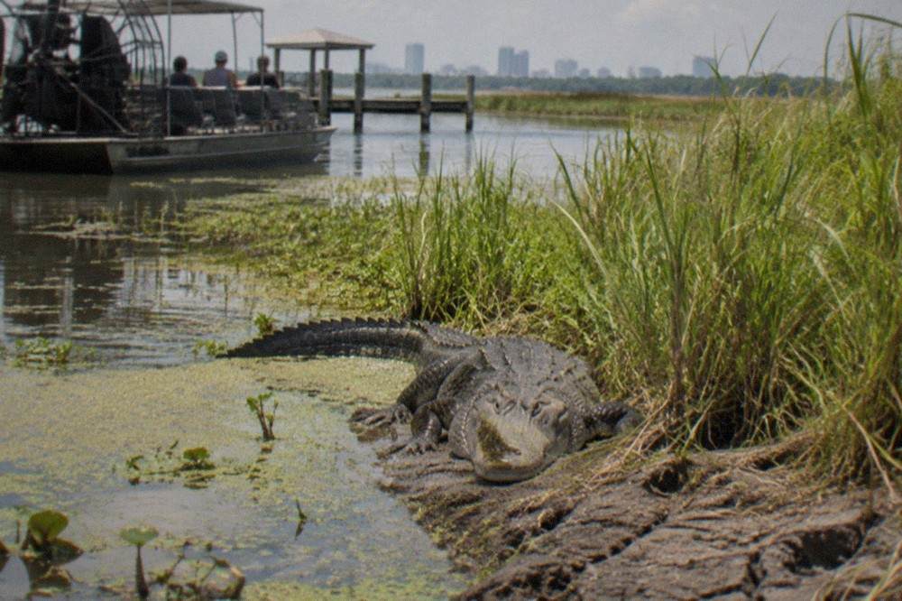 Alligator resting on a mud bank beside tall marsh grass in shallow water