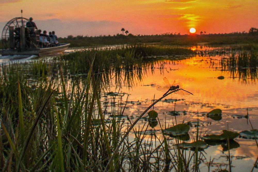 Golden light over a swamp marsh at sunset with tall grass silhouettes