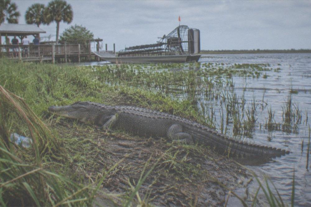 An alligator resting on a mud bank surrounded by marsh grass in daylight