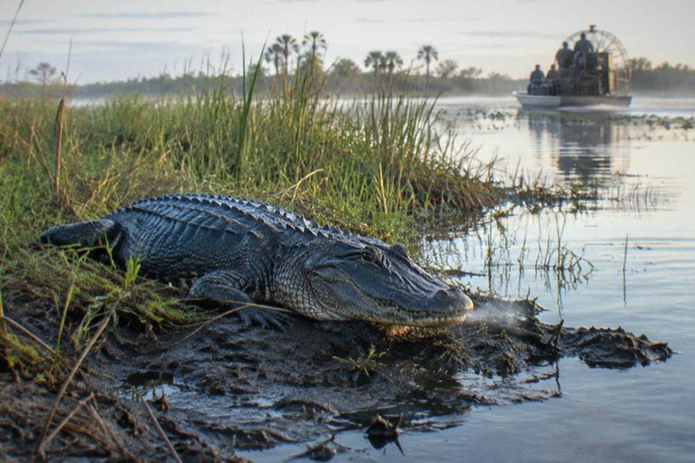 An alligator resting on a mud bank beside marsh grass in shallow lake water