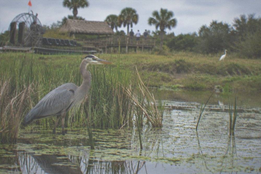 A great blue heron standing in shallow marsh water near tall grass