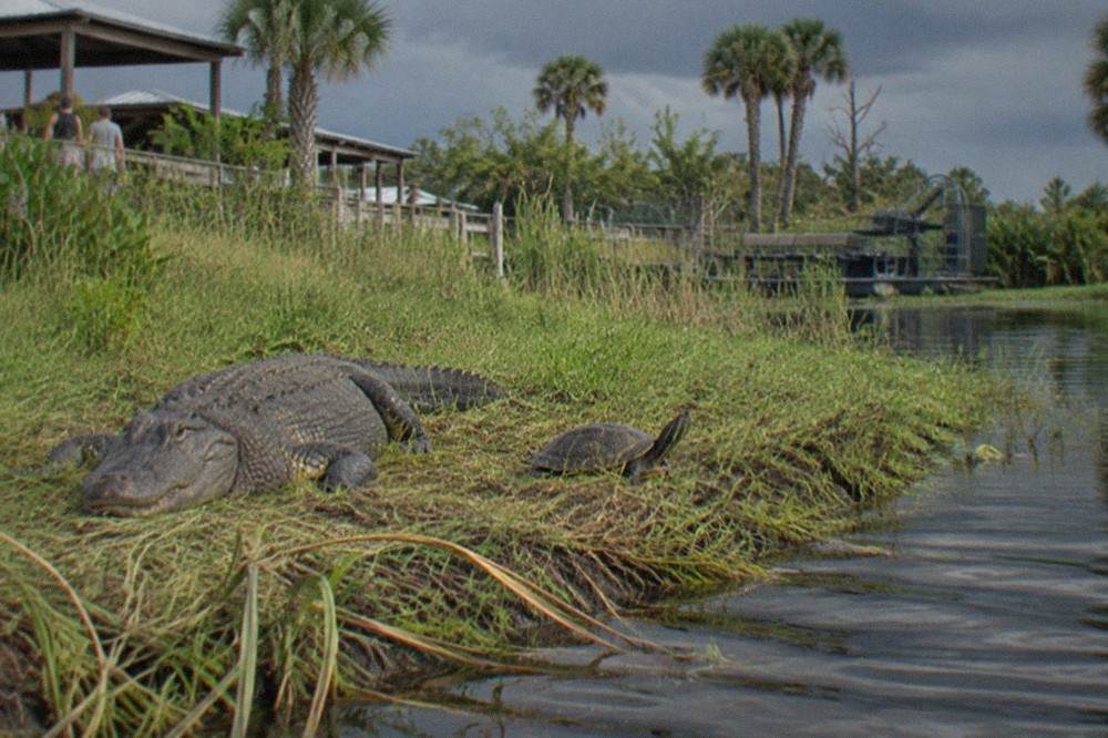 An alligator resting on a grassy bank beside dark lake water