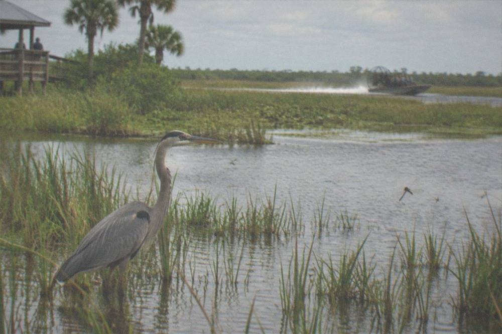 A great blue heron standing in shallow marsh water near reeds