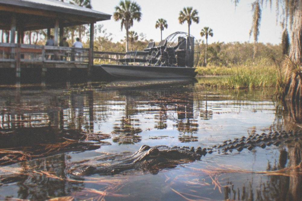 An American alligator partially submerged in tannin-dark lake water