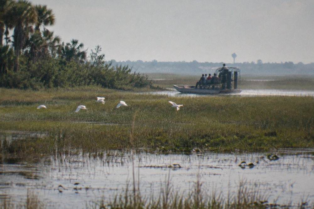 A wide shallow marsh at the edge of a Central Florida lake with tall grass
