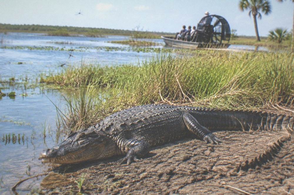 An alligator resting on a mud bank beside marsh grass at the edge of a lake