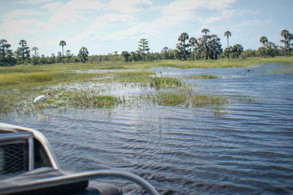 Wide marsh view with grass beds, open shallow water and distant treeline under a bright sky