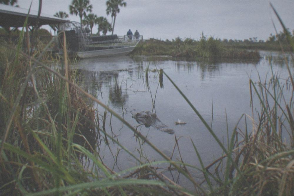 An alligator resting low in shallow marsh water beside a grass bank, only its eyes and snout above the surface