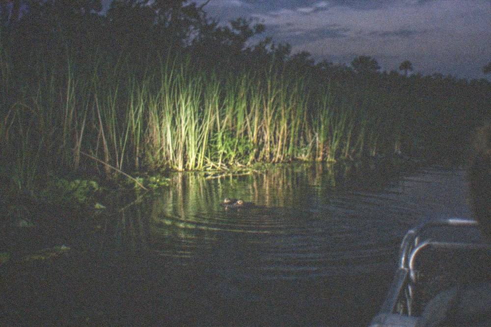 two alligator eyes glowing in a spotlight on dark water at the edge of reeds
