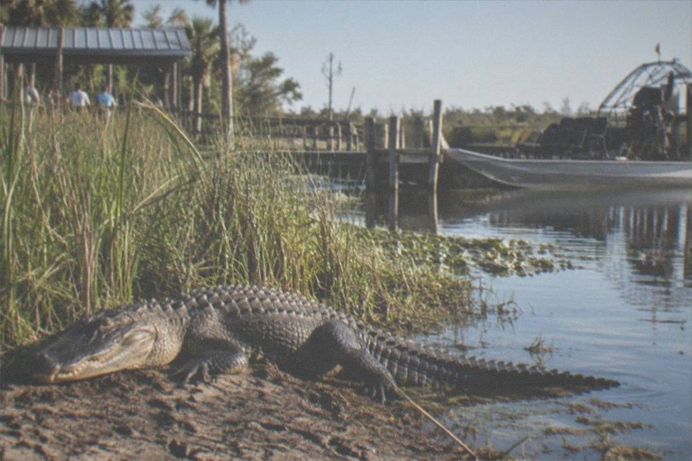An alligator resting on a mud bank beside tall marsh grass in morning light