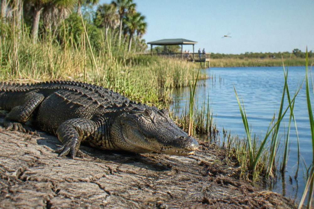Alligator resting on a mud bank beside reeds at the edge of a lake